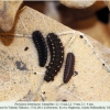 parnassius mnemosyne larva2